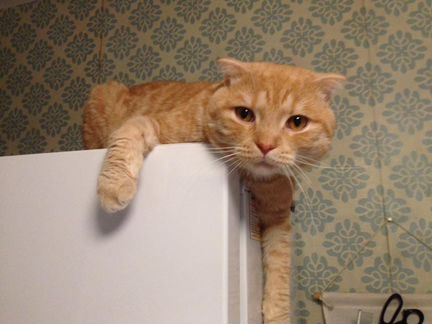 Вислоухий кот 1 год