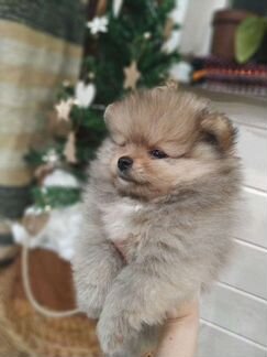 Щенки померанского шпица