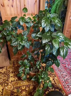 Гибискус или китайская роза