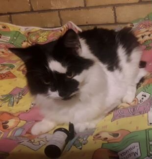 Ласковые котики подростки Бузя и Чаплин 6 месяцев