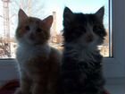 Котята сибирской породы ждут свои любящие семьи объявление продам