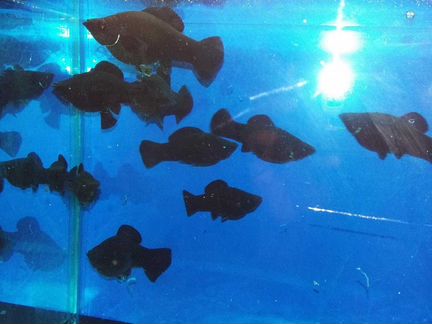 Моллинезия. Черная, мраморная и др