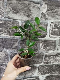 Отросточки комнатных растений