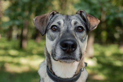 Одри ищет дом