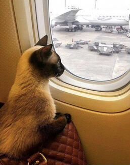 Перевозка животных Москва-Турция