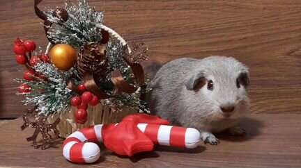 Калифорниец с шоколадным носиком