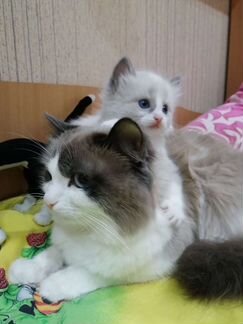 Куклы мальчики