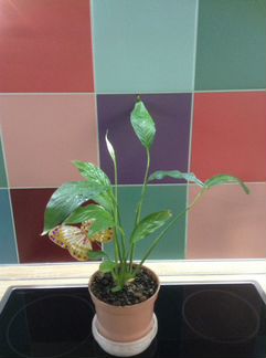 Спатифиллум