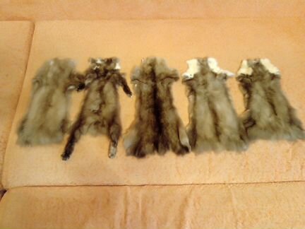 Шкурки соболя 5 штук