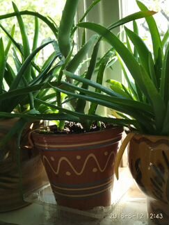 Алоэ древовидное и алоэ-вера для выращивания