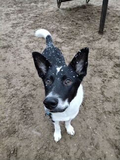 Собака/Ричи ищет дом