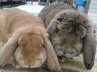 Кролики француский бараны объявление продам