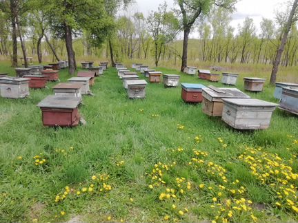 Пчелосемьи в ульях - фотография № 3