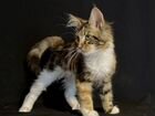 Котенок мейн-кун из питомника WCF объявление продам