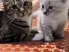Котенок от белого пуховика и нежной ласковой кошки объявление продам