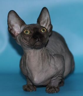 Канадский сфинкс.Бамбино