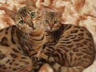 Бенгальские кошки, котята