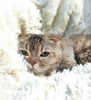 Ласковая кошка