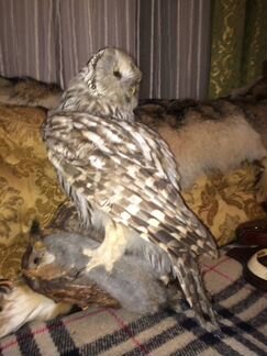 Искусственное чучело Сова с белкой