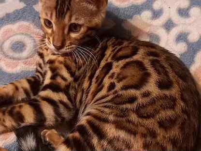 бенгальская кошка сколько стоит краснодар