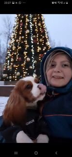 Коррекция поведения ваших питомцев, выгул с элемен