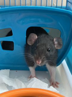 Крысенок с клеткой