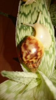 Улитки Ахатина Ретикулята Альбино