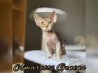 Котята девон-рекс объявление продам