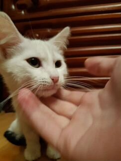 Котенок девочка 3 месяца