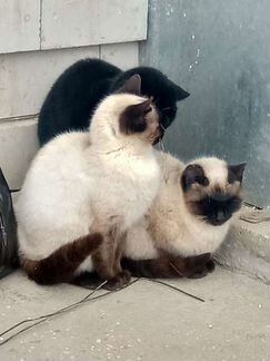 Кошка Тайские котята отдам в добрые руки