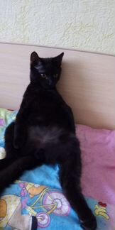 Чёрный котик Лайк 6-7 месяцев, к лотку приучен, ес