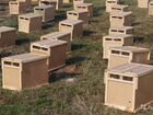 Пчелопакет ящики