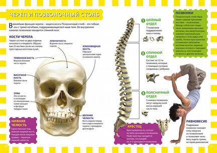 Тело человека