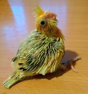 Домашние попугаи, птенцы и взрослые