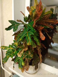 Кротон (кодиеум)