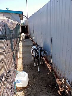 Англо - нубийские козы, телята - фотография № 2