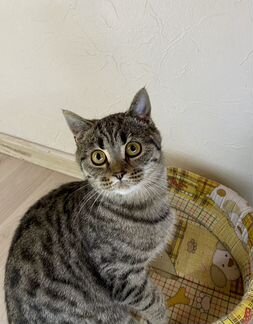 Кошка