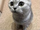 Шотландская вислоухая кошка вязка объявление продам