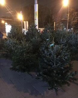 Красивые Датские ели