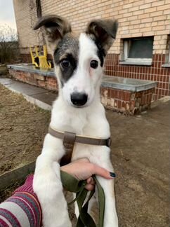 Щенок, девочка, 4 мес, в добрые руки