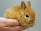 Самая миниатюрная порода кроликов
