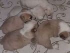 Продам щенков Алабая рождённые 05.10.21 остались т объявление продам