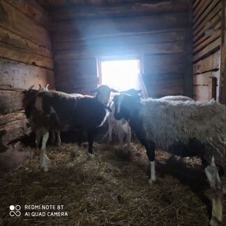Овцы бараны, козел ламанча - фотография № 6