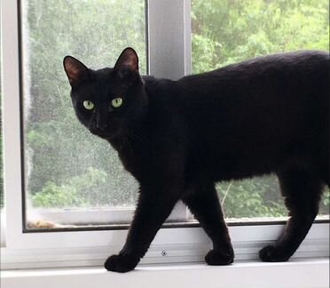 Черный кот красавчик, 1 год