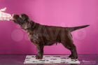 Шоколадный щенок прямошёрстного ретривера объявление продам