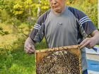 Пчеломатки Карника и Бакфаст 2022 объявление продам