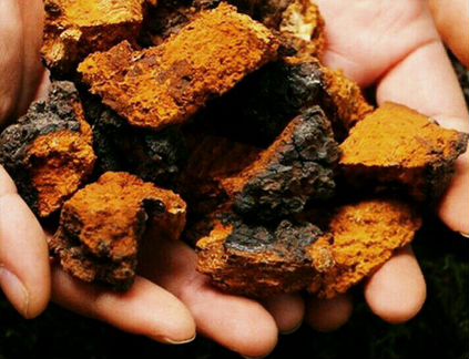 Чага гриб. Чага упакованная. Берёзовая Чага - 1 кг