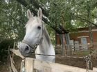 Лошадь мерин арабская пони-класс