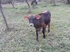 Коровы, Нетель, Телки Джерси-Айрширы объявление продам