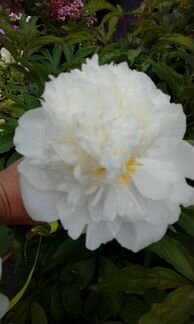 Пионы большие полноценные кусты